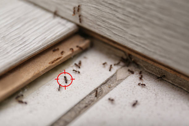 Best Rat Extermination Near Me  in Riverview, DE